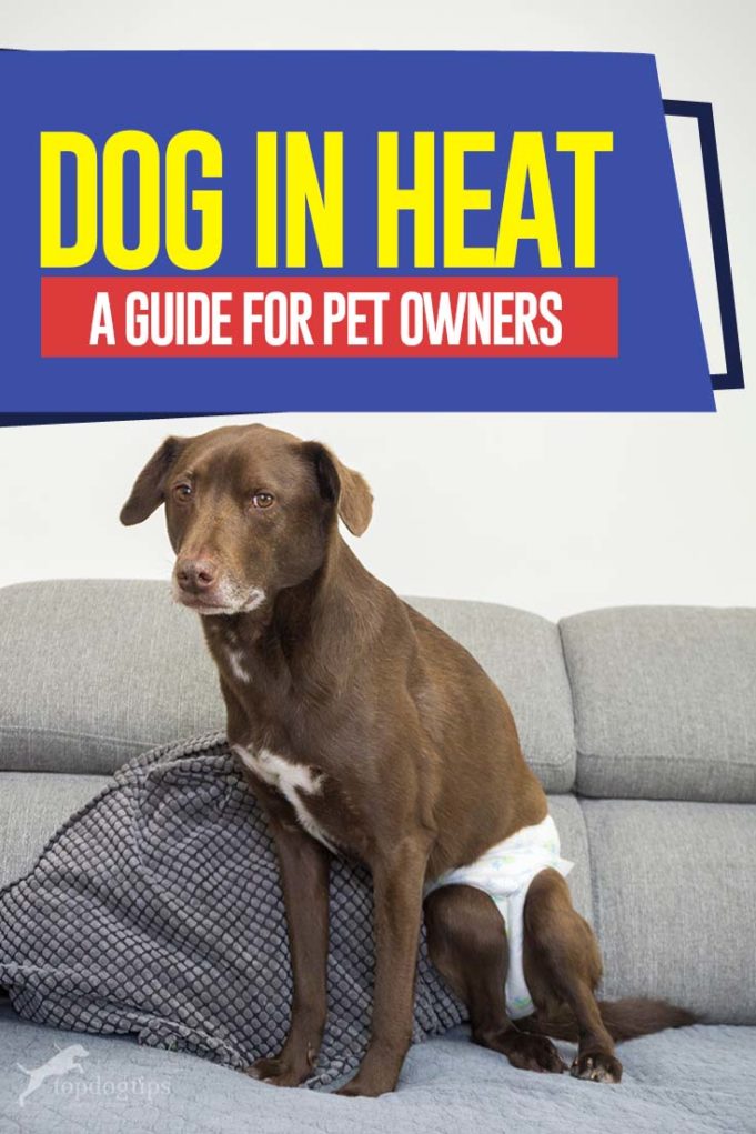 Dog in Heat A Complete Guide for Pet Owners
