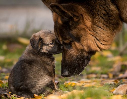 German Shepherd Dog Breed Profile German Shepherd Breed Profile