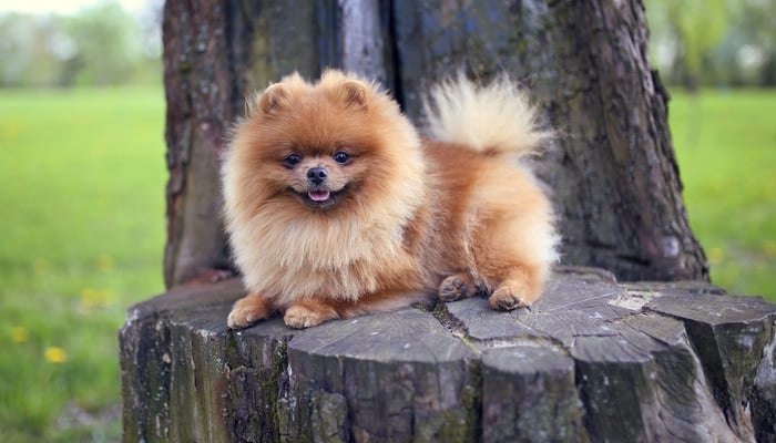 which is the best dog breed for home