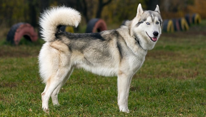 good house dog breeds