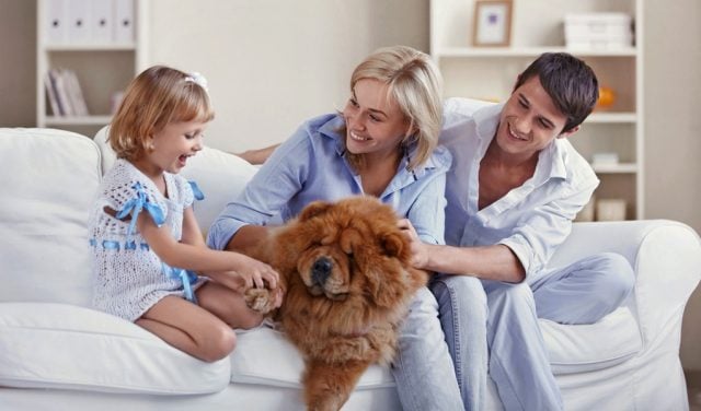 30 Breeds That Are Good House Dogs - Perfect For Families!