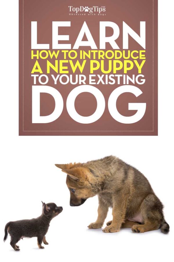 How to Introduce Your Puppy to an Existing Dog (A StepbyStep Guide)