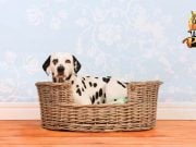 TOP #4: Health Benefits of Dog Beds Health Benefits of Dog Beds