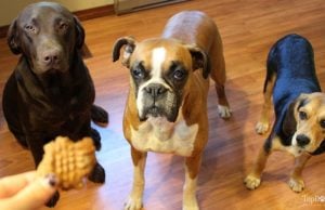 Recipe: Homemade Vegetarian Dog Treats Homemade Vegetarian Dog Treats