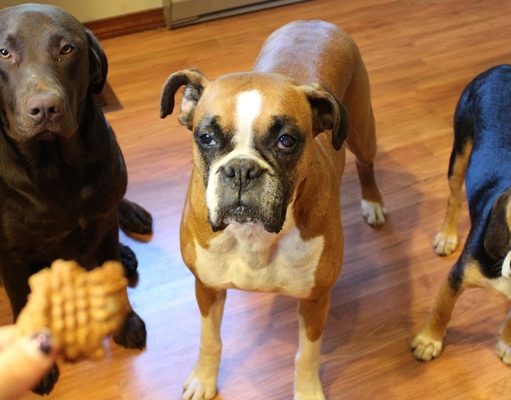 Recipe: Homemade Vegetarian Dog Treats Homemade Vegetarian Dog Treats