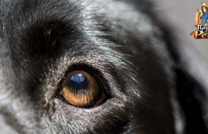 TOP #6: How Effective and Beneficial Are Dog DNA Tests? How Effective and Beneficial Are Dog DNA Tests?