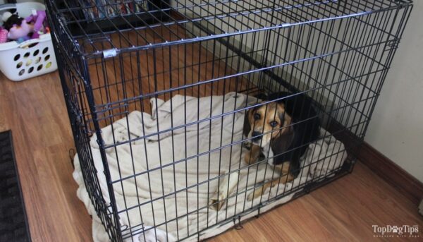 Image showcasing Dog Crate Sizes: How to Size a Dog Crate and Buy the Right Fit