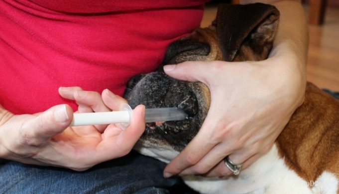 Dog Deworming Schedule LaptrinhX News
