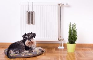 How to Puppy Proof Your Home: Important Tips on What You Need To Do How To Puppy Proof Your Home