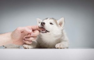 How to Stop a Puppy from Biting How To Stop A Puppy From Biting and Why You Should Do So ASAP