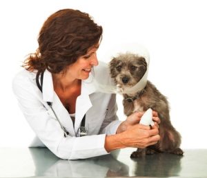 How to Stop Dog Nail Bleeding: An Instructional Video Guide