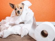 How To Toilet Train A Puppy: Step-by-Step Instructions How To Toilet Train A Puppy Effectively