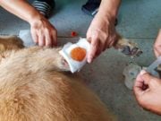 How to Clean a Dog Wound How to Clean a Dog Wound