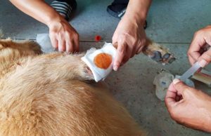 How to Clean a Dog Wound How to Clean a Dog Wound
