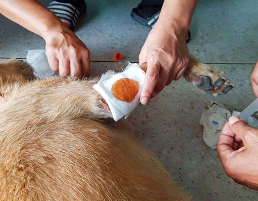 How to Clean a Dog Wound How to Clean a Dog Wound