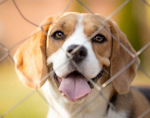 TOP #5: How to Keep Dogs Safe Using Pet Fences With Martin Havrilla How to Keep Dogs Safe Using Pet Fences With Martin Havrilla