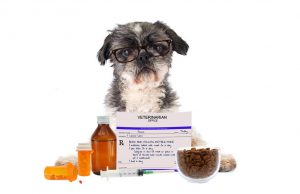 What are the Best Probiotics For Dogs and Do Our Pets Need Them? Probiotics For Dogs