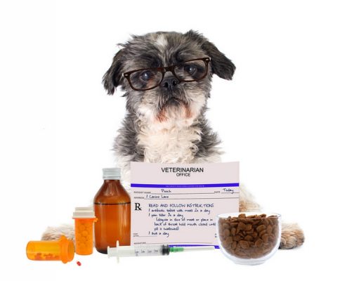 What are the Best Probiotics For Dogs and Do Our Pets Need Them? Probiotics For Dogs