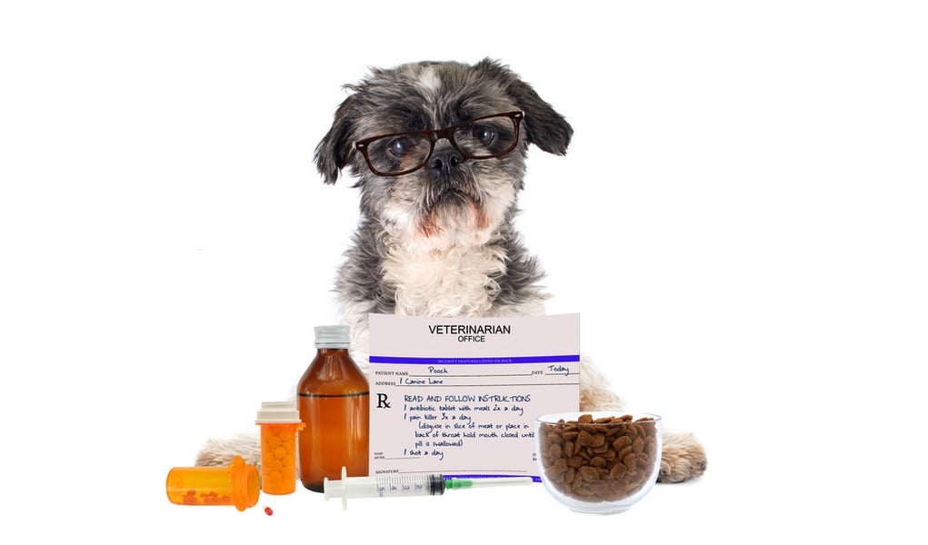 homemade probiotic for dogs