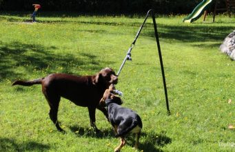 Review: Tether Tug Interactive Dog Toy Tether Tug Interactive Dog Toy Review