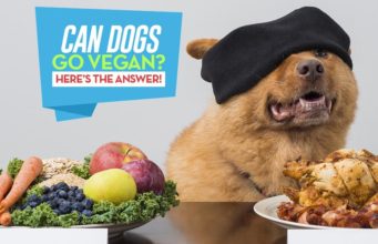 Can Dogs Be Vegans or Vegetarians? The Vegan Dog - Can Dogs Be Vegan or Vegetarian