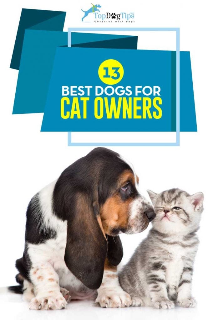 13 Best Dogs for Cats Dog Breeds That Get Along With Cats