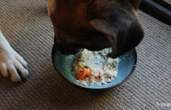 Recipe: Turkey and Vegetable Homemade Dog Food Homemade Dog Food for Heart Disease