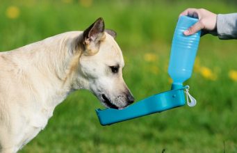 Top 15 Best Dog Water Bottle (Updated 2024) Best Dog Water Bottles