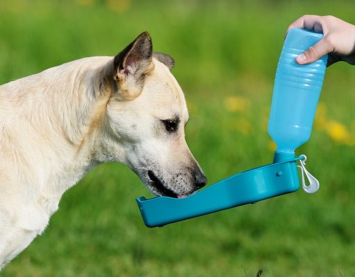 Top 15 Best Dog Water Bottle (Updated 2024) Best Dog Water Bottles