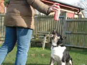 5 Best Dog Repellent Sprays to Correct Bad Behavior 5 Best Dog Repellent Spray to Correct Bad Behavior featured image