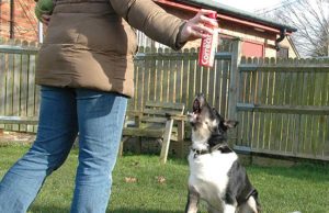 5 Best Dog Repellent Sprays to Correct Bad Behavior 5 Best Dog Repellent Spray to Correct Bad Behavior featured image