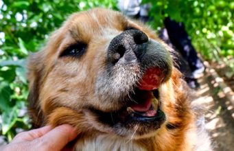 10 Cancer-Causing Products in Dogs (Based on Studies) 8 Cancer-Causing Dog Products (Based on Studies)