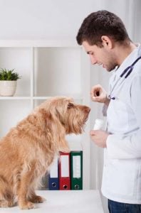 Antihistamines May Help to Relieve Itchiness in Dogs