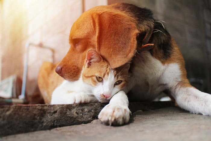 13 Best Dogs for Cats: These Breeds Will Get Along Well with Your Cats