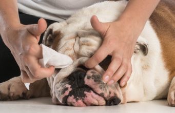 5 Best Antiseptic Wipes for Dogs best dog wipes