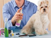 The Best Dog Colognes and Deodorants How to use the best dog cologne and deodorant for dogs?