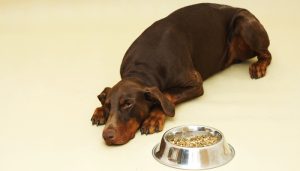 Best Dog Food for Dobermans: What to Feed Doberman Pinschers?