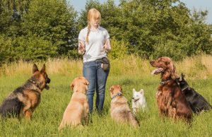 6 Best Jobs For Passionate Dog Owners Best Jobs for Passionate Dog Owners