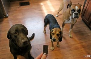 Recipe: Carob Crunchies Dog Treats (Wheat and Gluten Free) Carob Crunchies Homemade Dog Treats Recipe