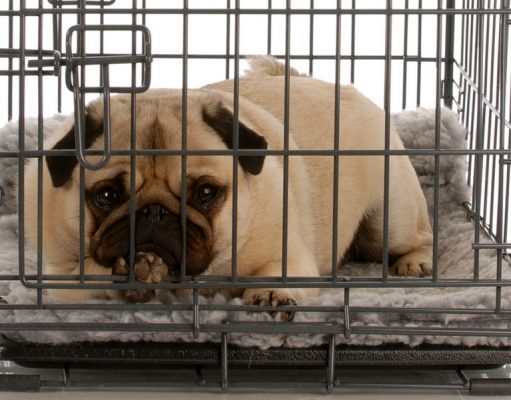 5 Mistakes of Crate Training Dogs (and how to fix them) Crate Training Dogs