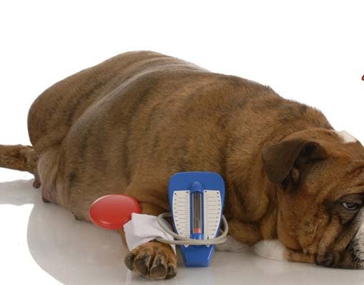 TOP #8: Dealing With Canine Diabetes ft. Rachel Poulin, RVT Dealing With Canine Diabetes