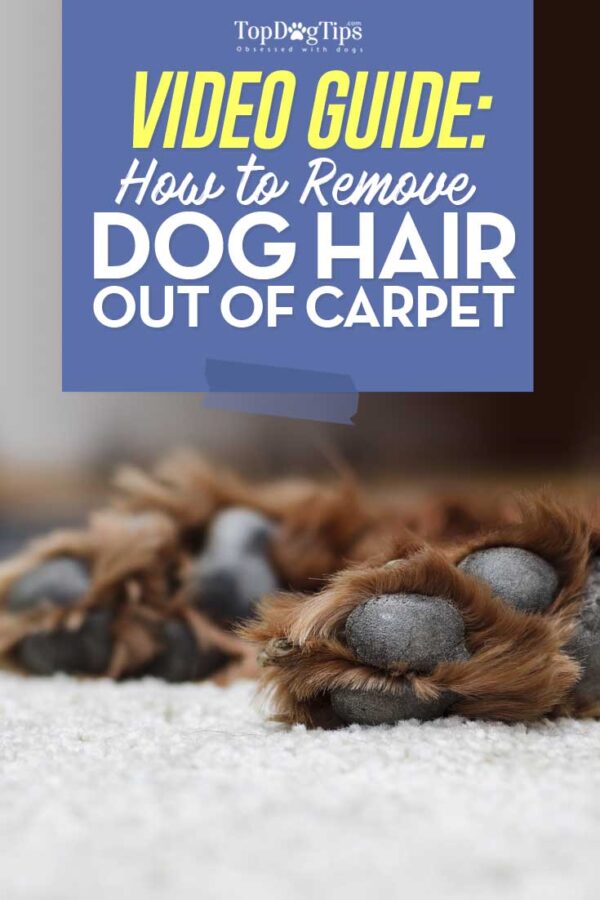 How To Get Dog Hair Out of Carpet A Video Cleaning Guide