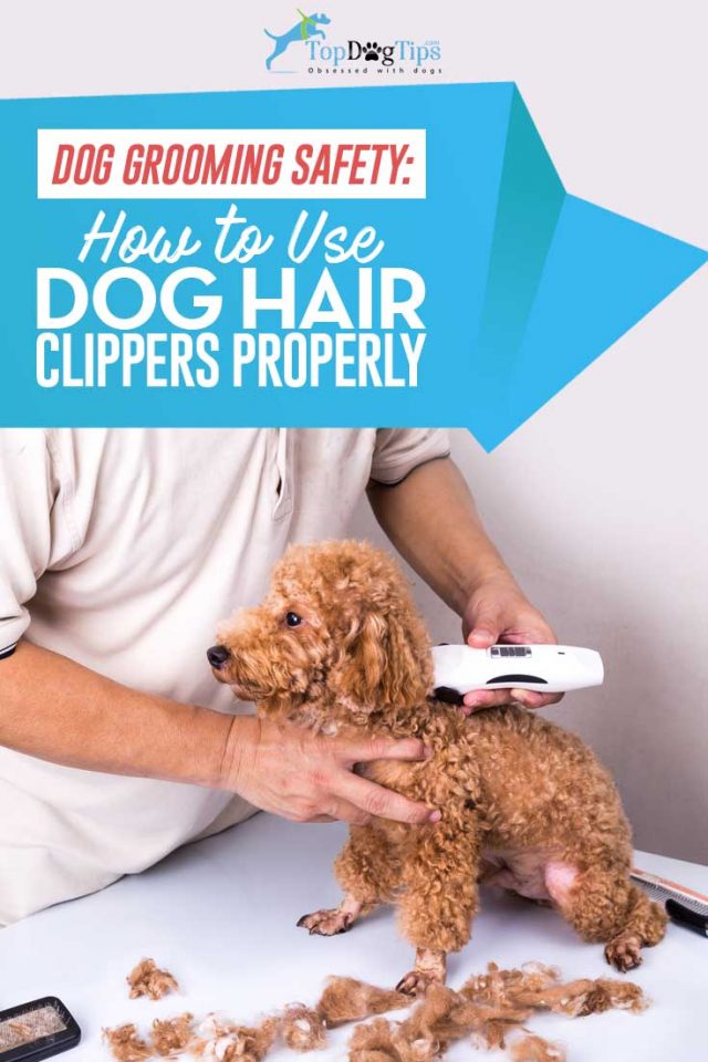 6 Tips on How to Use Dog Clippers Safely – Top Dog Tips