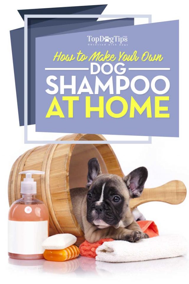 How to Make Homemade Flea Shampoo for Dogs Top Dog Tips