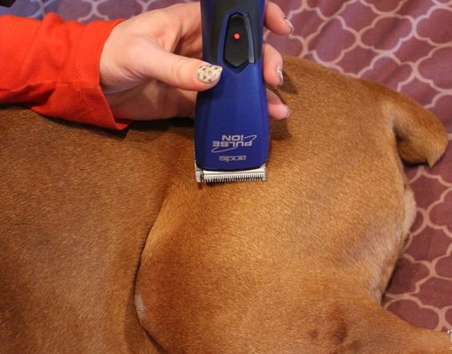 6 Tips on How to Use Dog Clippers Safely How to Use Dog Clippers Safely