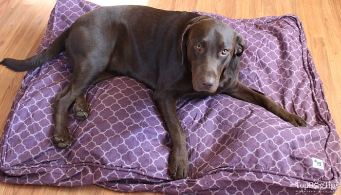 How to wash big dog bed best sale