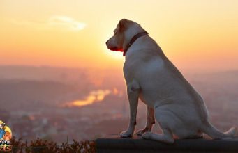 TOP #9: Canine Osteoarthritis and LTCI ft. Dr Terry Beardsley T-Cyte and Canine Osteoarthritis Treatment