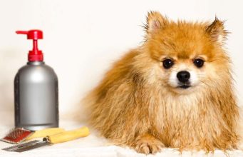 The Best Dog Conditioners for a Shiny and Tangle-Free Coat The Best Dog Conditioner Brands for a Shiny and Tangle-Free Coat