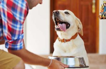 TOP #7: The Humanization of Dog Food with Dr Jennifer Adolphe, PhD The Humanization of Dog Food