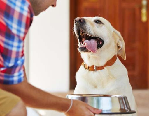 TOP #7: The Humanization of Dog Food with Dr Jennifer Adolphe, PhD The Humanization of Dog Food